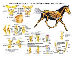 equine hindlimb regional joint bone anatomy chart horse