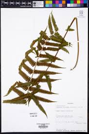 Image result for Ctenitis cirrhosa