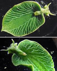 Image result for Selago lacunosa