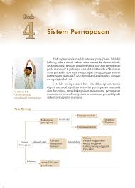 Otot yang berfungsi dalam pernapasan perut ialah otot diafragma dan otot dinding rongga perut. 4 Sistem Pernapasan