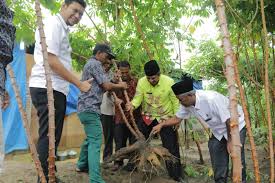 Tanaman penutup tanah ini selain untuk mencegah atau mengendalikan bahaya erosi juga dapat berfungsi memperbaiki struktur tanah, menambahkan bahan organik tanah, mencegah proses pencucian unsur hara dan mengurangi fluktuasi temperatur tanah. Bernilai Ekonomis Bupati Alfedri Ajak Masyarakat Tanam Ubi Kayu