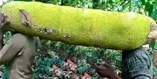 Add to that a thick, spiky skin and a big, strong fragrance that is almost as polarizing in effect as that of the durian, its cousin, and you have quite a formidable creature on your. Big Jack Fruit Of Bangladesh Wow Never Seen This Big Jackfruit Bangladesh Sylhet