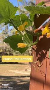 Image result for how to self pollinate cucumbers