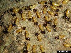 Soldier termites bang their heads. 13 Diy Termite Control Ideas Termite Control Termites Termite Prevention
