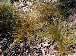 Image result for Bulbostylis sp.no.4