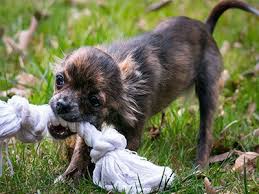 Trainpetdog.com has been visited by 10k+ users in the past month Small Dog Breeds Chart For Every Dog Lover Petmoo