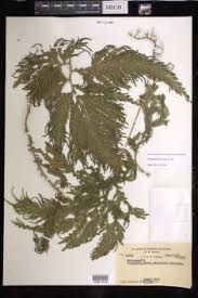 Image result for Selaginella cathedrifolia