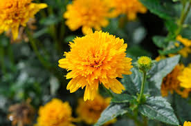 Image result for Aspilia helianthoides