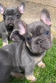 Their droopy face, large bat ears, and thick build french bulldog puppies have a lot of pros to offer. French Bulldog Puppies For Sale Colorado Springs Co Frenchie Bulldog Puppy French Bulldog Puppies Bulldog Puppies