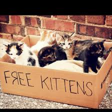This is a small sign. Pet Pals Gc Kittens Free To A Good Home
