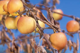 Recommended steps to control fire blight to control or prevent fire blight, in the early spring, before bud break, spray the tree with liquid copper fungicide to reduce or eliminate any bacterial spores that are overwintering on. N S Fruit Maple Syrup Producers Get Agrirecovery Agcanada Agcanada