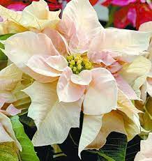 Poinsettia In December Birth Flower Of The Month Future King Queen Poinsettia Plant Christmas Plants Flowers