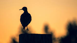 Bird 4k Wallpapers For Your Desktop Or Mobile Screen Free And Easy To Download Search free 4k wallpapers on zedge and personalize your phone to suit you.