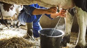 Cow milk is the most common form of milk in europe.· (formerly inexact but now common. Die Milch Ohne Die Kuh Tierwelt