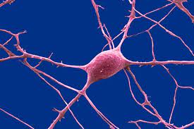 Then we simply connect the muscles, tear ducts and nerve endings. Nerven Die Nutzlichen Quasselstrippen Geolino