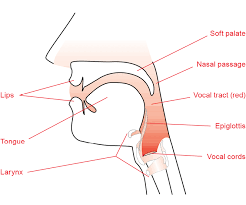 Use diaphragm liberally when breathing. Complete Vocal Technique Complete Vocal Institute