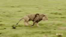 Scenes from the muppets take manhattan and the great muppet caper of animal shouting woman! Running Animals Gifs Tenor