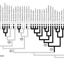 Image result for Trichomanes crispiforme