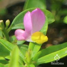 Image result for Polygala gazensis