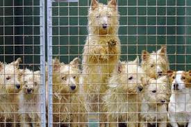 Breeders on our site are located throughout pennsylvania and surrounding states. Pets And Their People Readers Urged To Support The End Of Puppy Farming Mirror Online