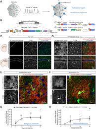 Prashant tibrewal, rohan dhillon, luke english, jack mintz, amalini de silva, edward foo. Local And Cns Wide Astrocyte Intracellular Calcium Signaling Attenuation In Vivo With Calexflox Mice Journal Of Neuroscience