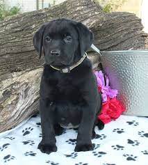 Loading… raleigh, nc 27601 change. Black Labrador Puppies For Sale Adopt Your Puppy Today Infinity Pups