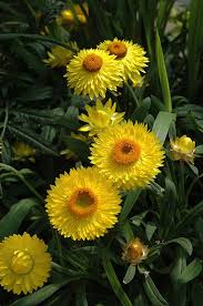 Pin On Helichrysum