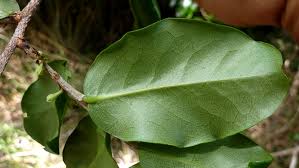 Image result for Polycarpaea eriantha