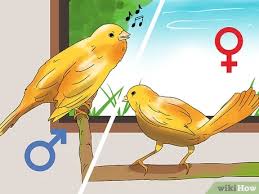 I canarini di colore costituiscono la razza di canarino più diffusa, classicamente chiamata sassone, conosciuta e allevata scopri le migliori offerte, subito a casa, in tutta sicurezza. Come Allevare Canarini 10 Passaggi Con Immagini