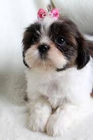 Shih tzus are extremely popular toy dogs and are adorable as puppies. Female Shih Tzu Puppy For Sale In Muskogee Oklahoma Classified Americanlisted Com