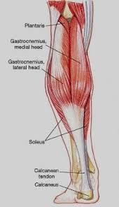 The muscles of the lower back, including the erector spinae and quadratus lumborum muscles, contract to extend and laterally bend the vertebral column. Basic Anatomy Of Posterior Lower Leg Diagram Human Body Medical Leg Anatomy Anatomy And Physiology