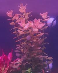 Image result for Bacopa