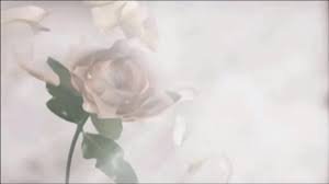 فيديو جاهز للتصميم White Rose بدون حقوق Youtube