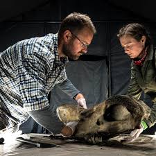 Woolly mammoths and prehistoric bison are among the prehistoric creatures found trapped in frozen time capsule of siberia. Ice Age Return Of The Mammoth Review Meet The Scientist With Ominous Plans For His Frozen Carcasses Television Radio The Guardian