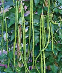 If any of the beans are damp, let them lay on a paper towel until they dry out. How To Plant Asparagus Beans From Seed To Harvest Dengarden