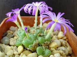 Image result for Conostomium