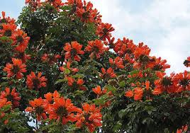 Discover the history, meaning and the uses of orange blossoms. Spathodea Campanulata Flowering Trees Colombian Flower Flowers