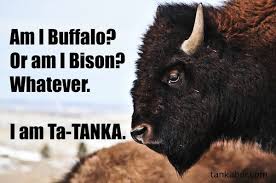 Meme Of The Week Setting The Record Straight Native Humor Native American Memes Native American Quotes