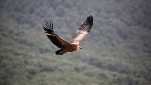 Het zijn kleine, gedrongen vogels met een relatief krachtige snavel. Nieuws