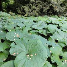 Der pestwurz treibt die blütenstände aus bevor sich die großen blätter entwickeln. Petasites Japonicus
