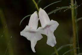 Image result for Sesamum calycinum