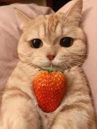 Pin By Rabbit On Cats Cute Baby Cats Cute Cat Wallpaper Baby Cats