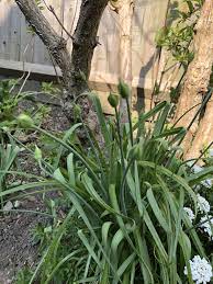 Allium Long Bendy Green Leaves With Tiny Little Bud Heads In Spring Heads Open To Pretty Flowers Pretty Flowers Green Leaves Plants