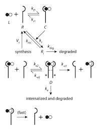 In both children and adults, gh also helps control the body's metabolism—the process by which cells change food. Mathematical Model Of Human Growth Hormone Hgh Stimulated Cell Proliferation Explains The Efficacy Of Hgh Variants As Receptor Agonists Or Antagonists Basic Model Physiome Model Repository