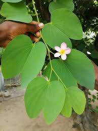 Image result for Piliostigma thonningii