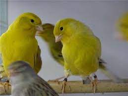 Kanarie Canarios Canario Aves