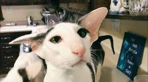Teddy In Whisper Honk Mode Youtube Oriental Shorthair Kittens Cute Animals Teddy