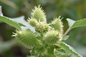 Image result for Xanthium