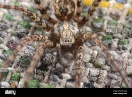 Image result for Vangueria ferruginea