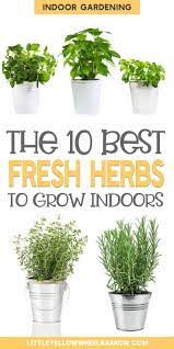 The 10 Best Herbs To Grow Indoors Growing Herbs Indoors Best Herbs To Grow Easy Herbs To Grow
